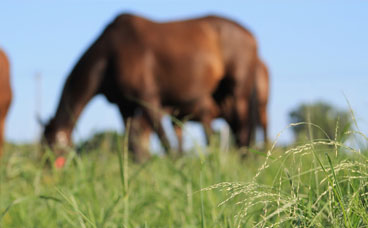 Grazing Horses on Better Pastures