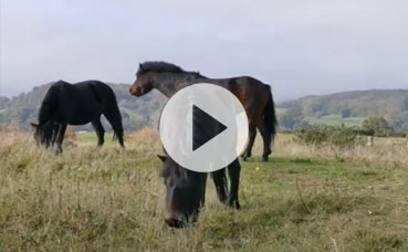 Horse Grazing On Grass Field! Black and Brown horses