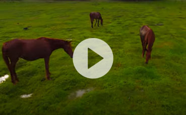 Horses grazing in open field in Jamaica: Footage of Horses