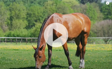 Horse is grazing in the field with relaxing music